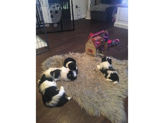 shih tzu prince and princesses for rehoming